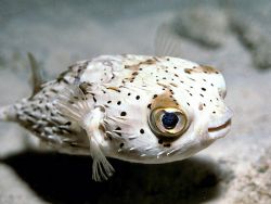 Party Balloon - Happy looking balloonfish on Calabas Reef... by Laszlo Ilyes 